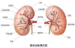 基础必备：肾动脉正常解剖和变异特点